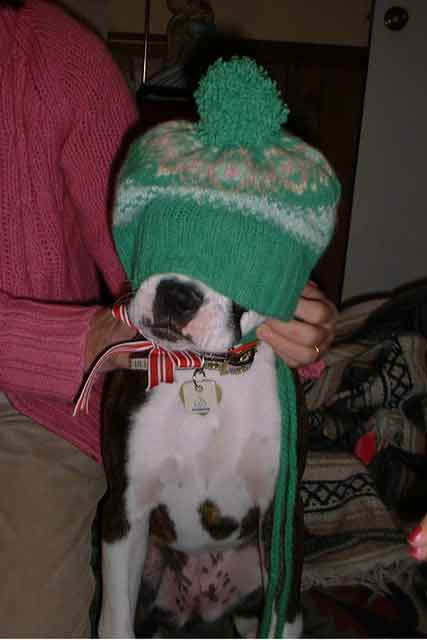 BellaHoodie