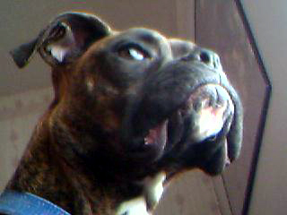 bellaprofile