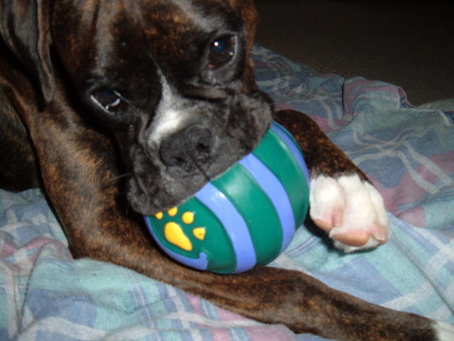Bella's Ball