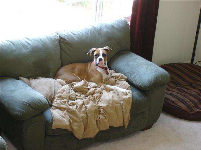 Bellas favorite spot to chill