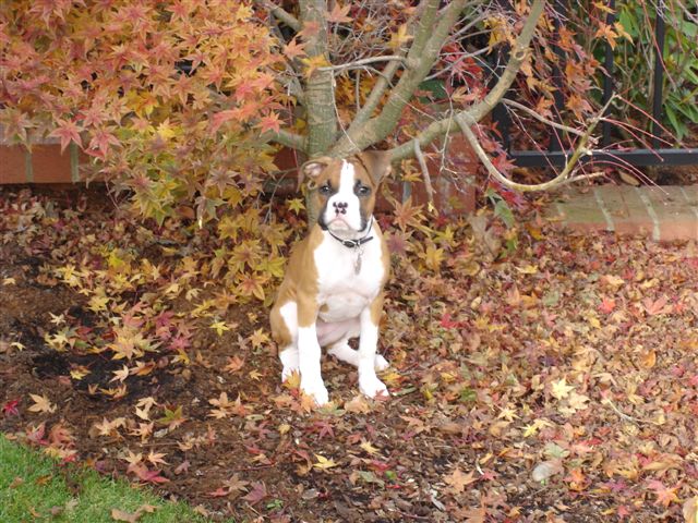 Bella's Favorite Tree