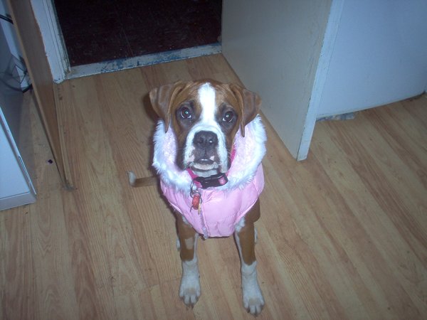 bellas new coat