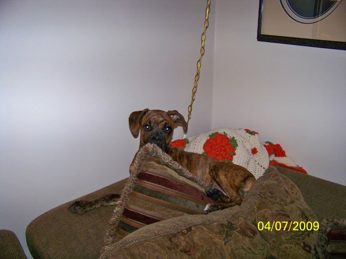 Bella's 'perch