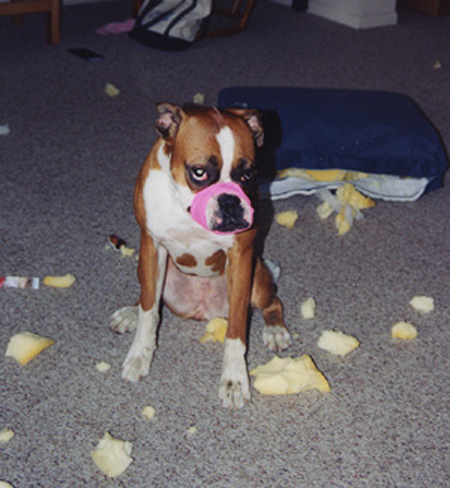 Bella's Winning Photo