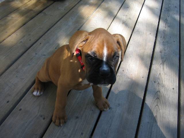 Belle @ 9 wks