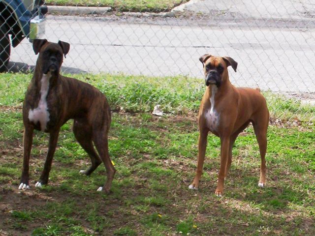 belle and boo