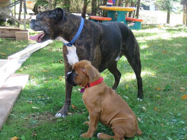 belle and her big bro