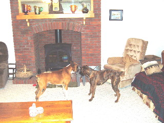 Belle and Jake play tug-o-war