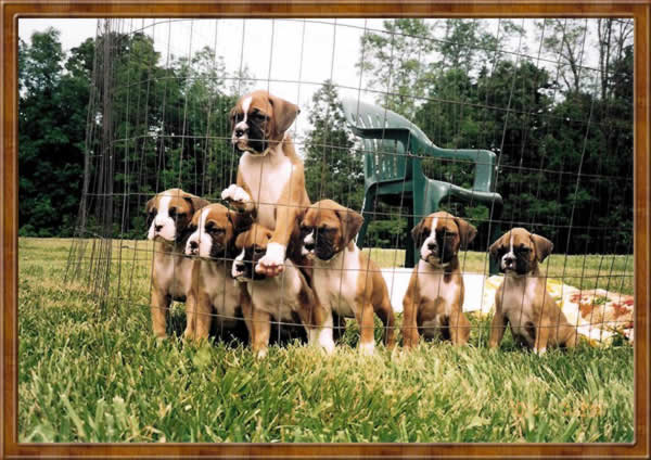 Belle and Siblings