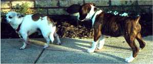 Belle as a puppy with Joey