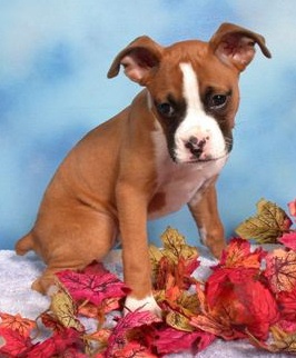Belle at 3 months