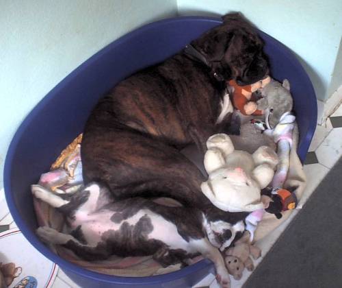 Belle finding room in mummys bed