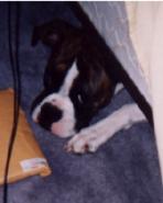 Belle hiding under the bed
