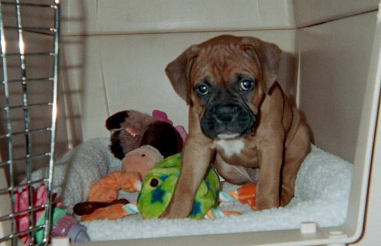 Belle in crate