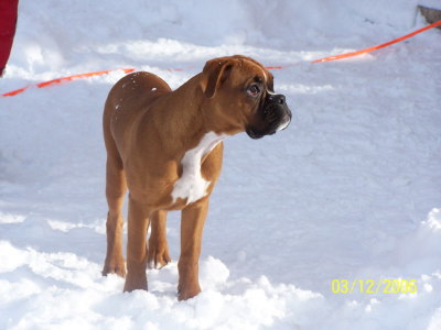 Belle in snow