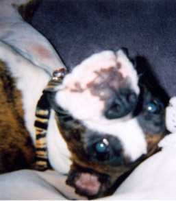 Belle laying upside down