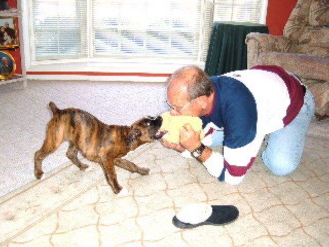 Belle playing tug-of-war with daddy!