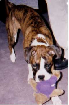 Belle playing with her toy