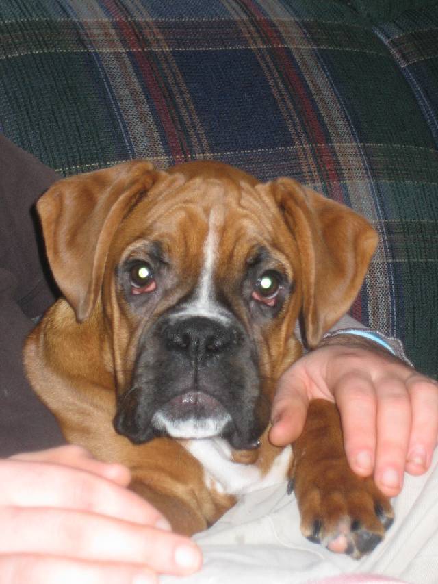 Belle