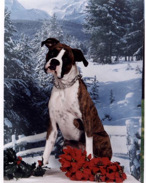 Belles christmas pics