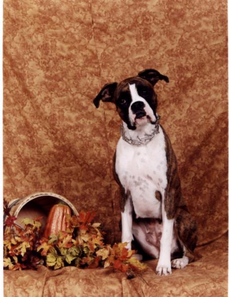 Belles fall picture