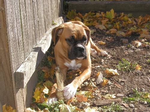 "Bellie" in the Leaves