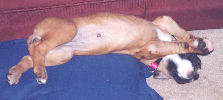 belly up