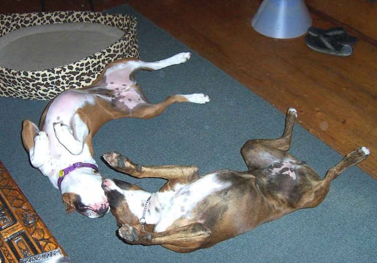 Belly Up