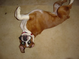 belly up
