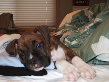 Bena, 8 1/2 weeks old