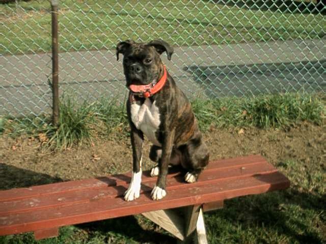 Bench Warmer