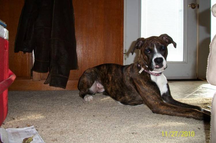 Bentlee_Laying_So_Pretty