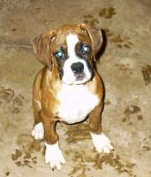 Bentley @ 10 weeks