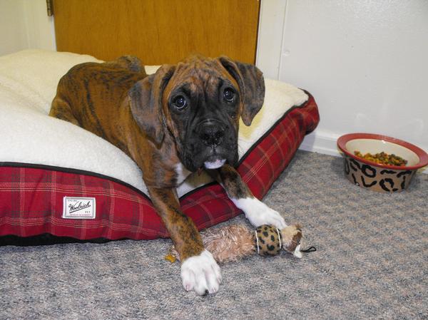 Bentley 16 weeks old