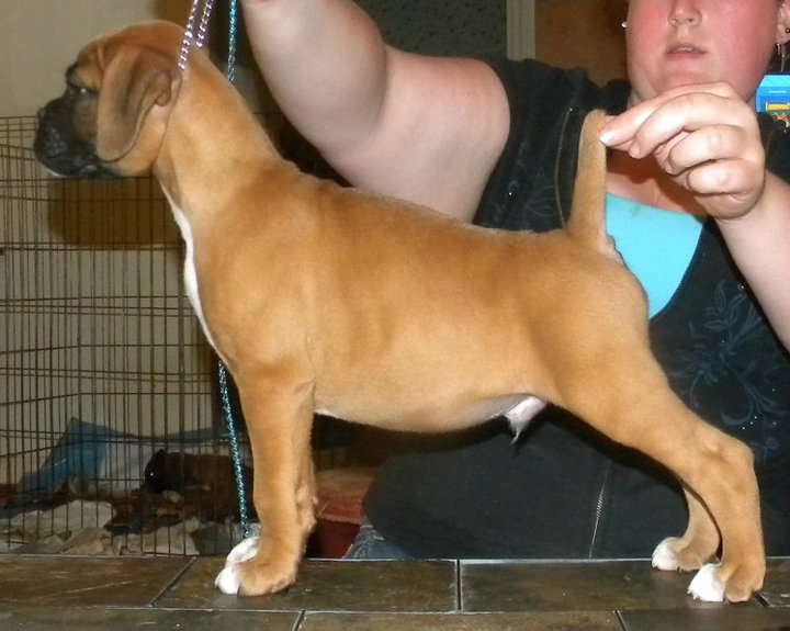 Bentley 7.5 weeks