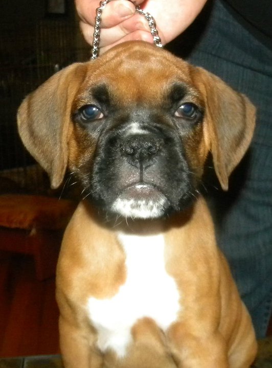 Bentley 7.5 weeks