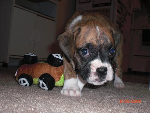 Bentley 7 wks lil guy