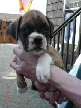 Bentley 7 Wks Old
