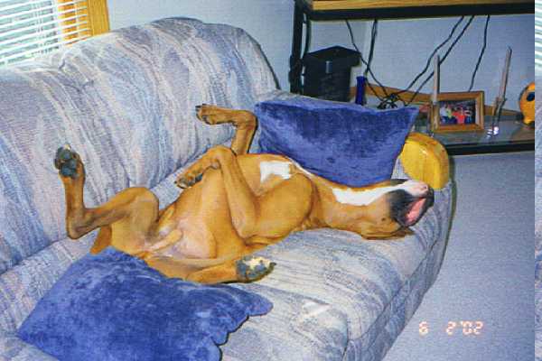 Bentley after a hard day