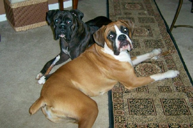 Bentley and Gunner eating their bully sticks