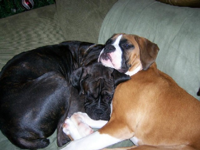 Bentley and Gunner relaxing