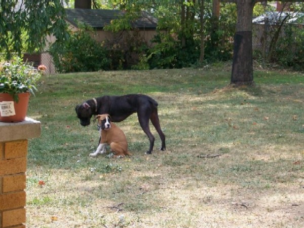 Bentley and Gunner