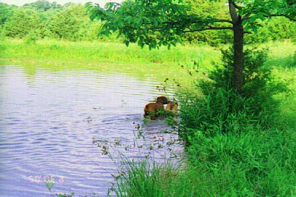 Bentley and Jackson in the pond.