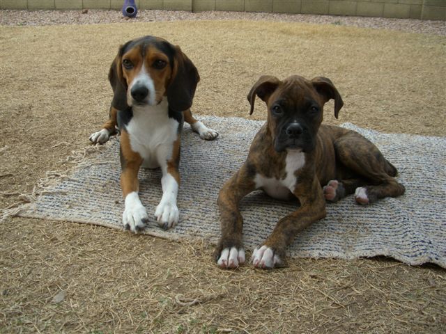 Bentley and Karma