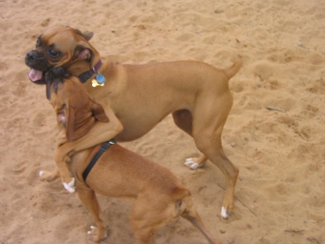 Bentley and Lucy