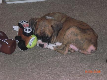 Bentley Boxer 7 weeks old