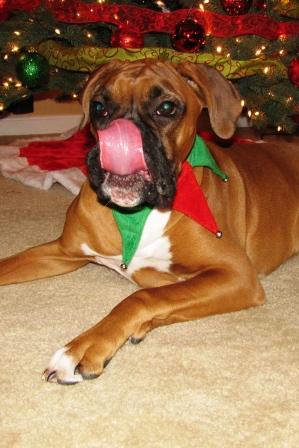 Bentley can lick his eyeballs