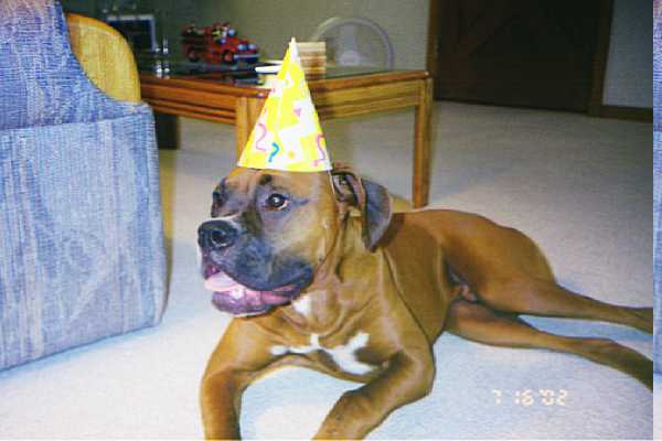 Bentley celebrating Jackson 1st birthday.