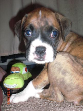 Bentley Hunched over lol 7 weeks old