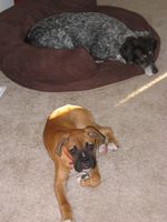 Bentley & Iris